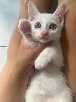 Mèo Ald lai 2 tháng