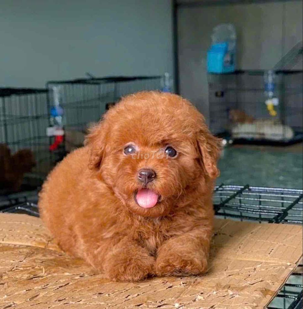 Chó Poodle Đực Nâu đỏ 2 tháng Lông xoăn. Mua bán Chó tại Huyện Bình Chánh Tp Hồ Chí Minh được đăng bởi pom pet sài gòn hình 1
