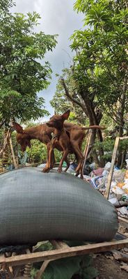 Chó Phốc hươu nhỏ đực 12 tháng