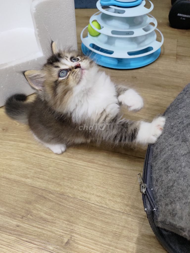 Mèo lông dài golden lai ragdoll