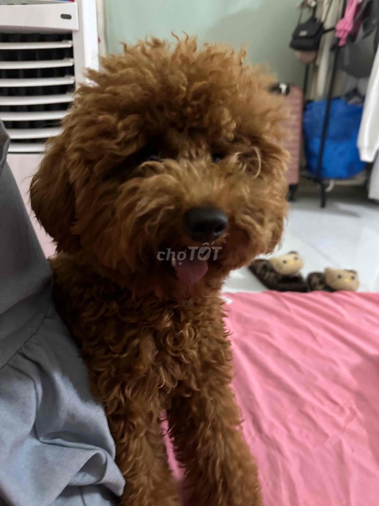 Chó Poodle Nâu đã tiêm đầy đủ. Mua bán Chó tại Quận Ngũ Hành Sơn Đà Nẵng được đăng bởi Béo ú Mèo máy hình 1