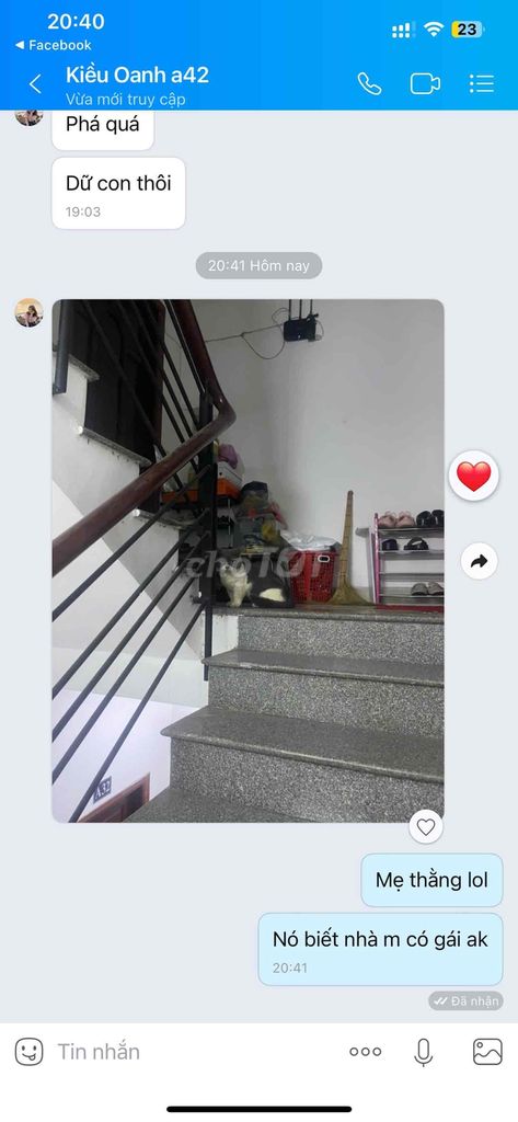 PHỐI MÈO CHÂN LÙN. GOLDEN MẮT XANH