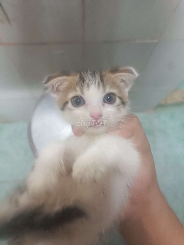 Mèo Anh lông ngắn lai Tam thể Tai cụp. Mua bán Mèo tại Huyện Nhà Bè Tp Hồ Chí Minh được đăng bởi Tên chưa cung cấp hình 1