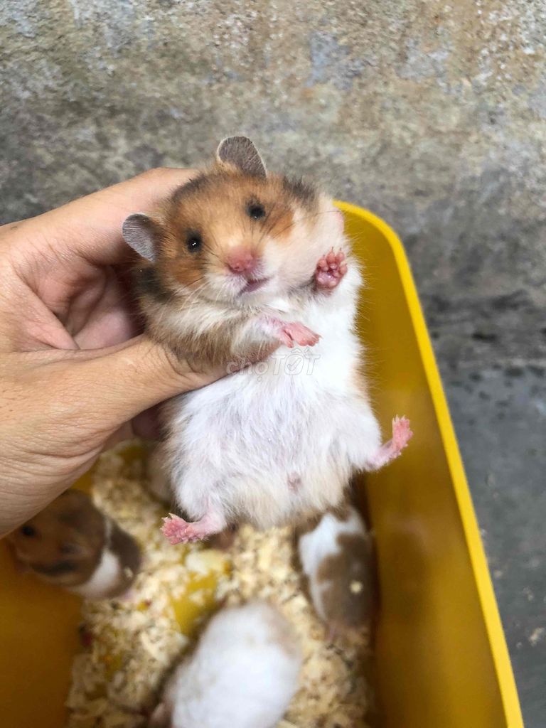 Còn 2 bé hamster xù bear tam thể. Mua bán Thú cưng khác tại Quận Bình Tân Tp Hồ Chí Minh được đăng bởi Ở trọ bày đặt bán chụtt hình 1