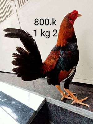 Mã Lai tơ zin 1 kg 2 hơn. Mua bán Gà tại Quận Gò Vấp Tp Hồ Chí Minh được đăng bởi nam gà tre 