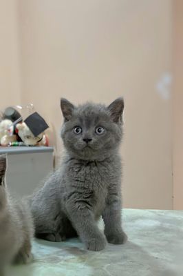 Mèo Anh Lông Ngắn má phệ màu Blue. Mua bán Mèo tại Quận Nam Từ Liêm Hà Nội được đăng bởi Đặng Minh