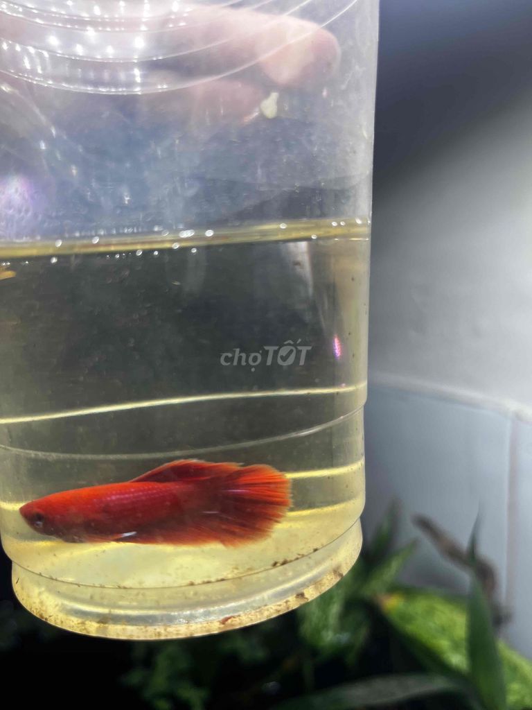 Cá Betta Đỏ Full Red Long Body. Mua bán Thú cưng khác tại Thành phố Biên Hòa Đồng Nai được đăng bởi Middle Peach hình 1