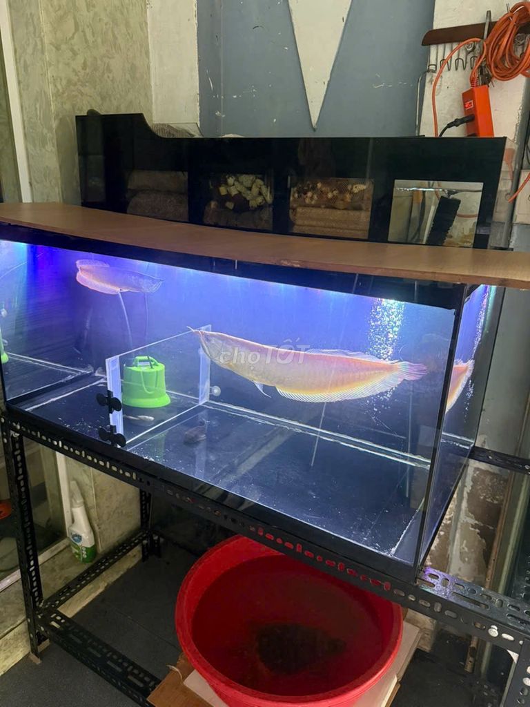 Bể cá 1m x 50cm x 50cm. Mua bán Phụ kiện, Thức ăn, Dịch vụ tại Quận Bình Tân Tp Hồ Chí Minh được đăng bởi Lê Văn Cường hình 1