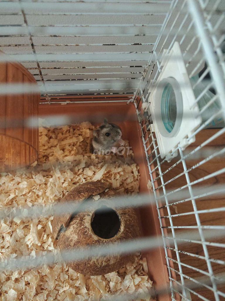 Chuột Hamster Xám dễ thương. Mua bán Thú cưng khác tại Quận 7 Tp Hồ Chí Minh được đăng bởi Phước Toàn hình 1