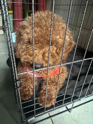 do vợ bầu hk nuôi dc nhường lại cho ai iu thw bé. Mua bán Chó tại Huyện Đức Hòa Long An được đăng bởi gấu Dâu