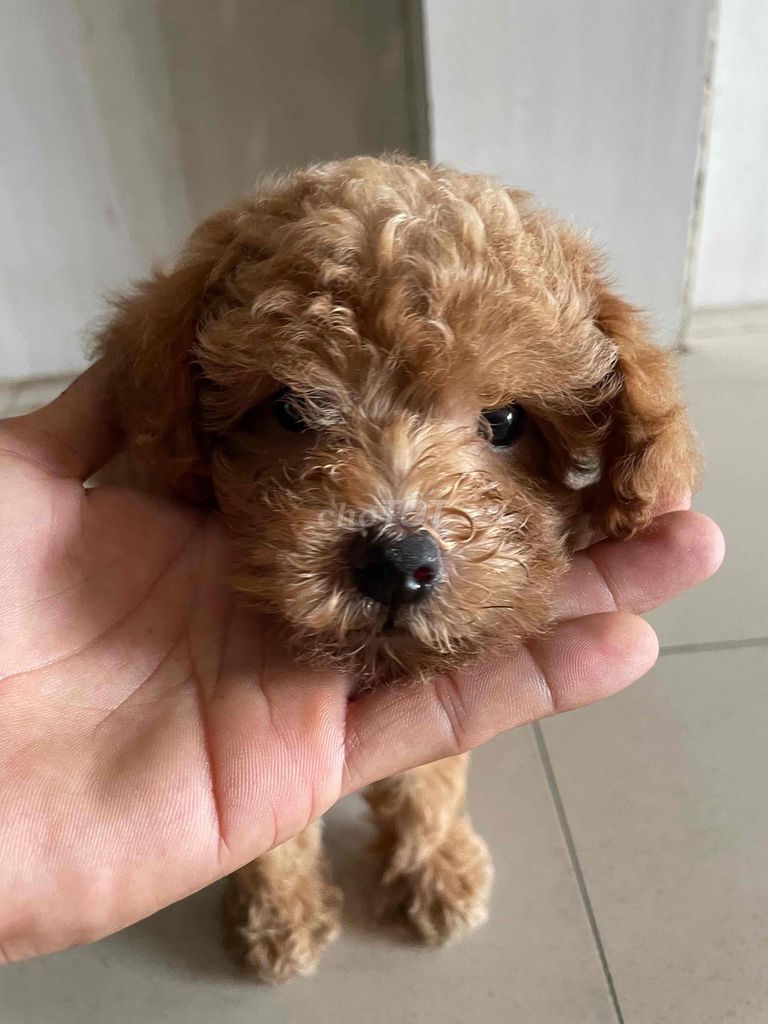 Chó Poodle 2thang tuổi, giống cái. Mua bán Chó tại Quận Bình Tân Tp Hồ Chí Minh được đăng bởi Kiện hình 1