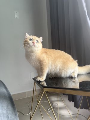 Mèo Anh Golden lông ngắn thuần chủng, mẹ nhập Nga