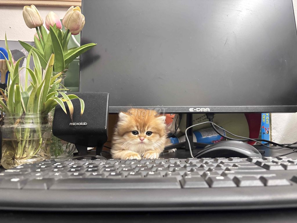 Mèo Golden lông dài 2 tháng. Mua bán Mèo tại Huyện Hoài Đức Hà Nội được đăng bởi Lam lam hình 1