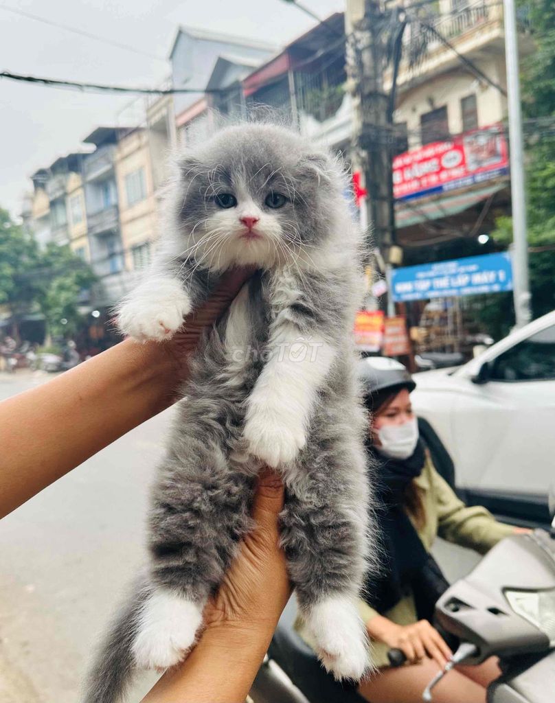 Mèo lông dài đực Xám trắng. Mua bán Mèo tại Quận Ba Đình Hà Nội được đăng bởi Trần Thị Kim Thoa hình 1