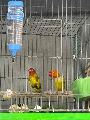vẹt lovebird 1 cặp sinh sản 2 lứa màu đẹp. Mua bán Chim tại Quận Tân Phú Tp Hồ Chí Minh được đăng bởi Nguyễn Phúc