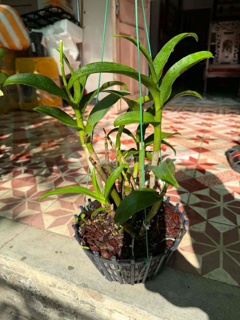 Phong lan Dendro Ngọc Trai Đen. Mua bán Cây cảnh, đồ trang trí tại Thành phố Huế Thừa Thiên Huế được đăng bởi Hoàng hình 1