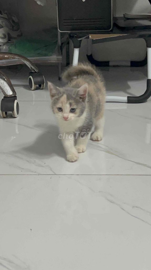 Mèo ALN màu tam thể. Mua bán Mèo tại Thị xã Tân Uyên Bình Dương được đăng bởi Hiền Thu hình 6