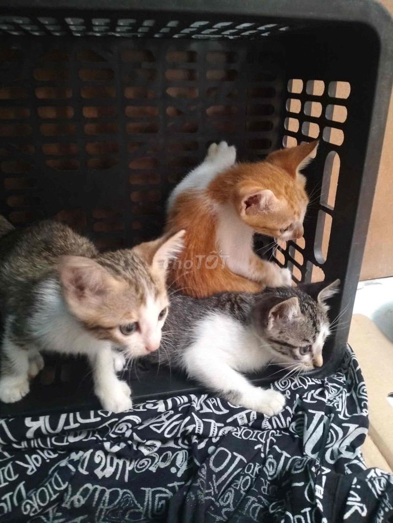 Mèo con Xám 2 tháng tuổi. Mua bán Mèo tại Huyện Thanh Trì Hà Nội được đăng bởi Ttt hình 1