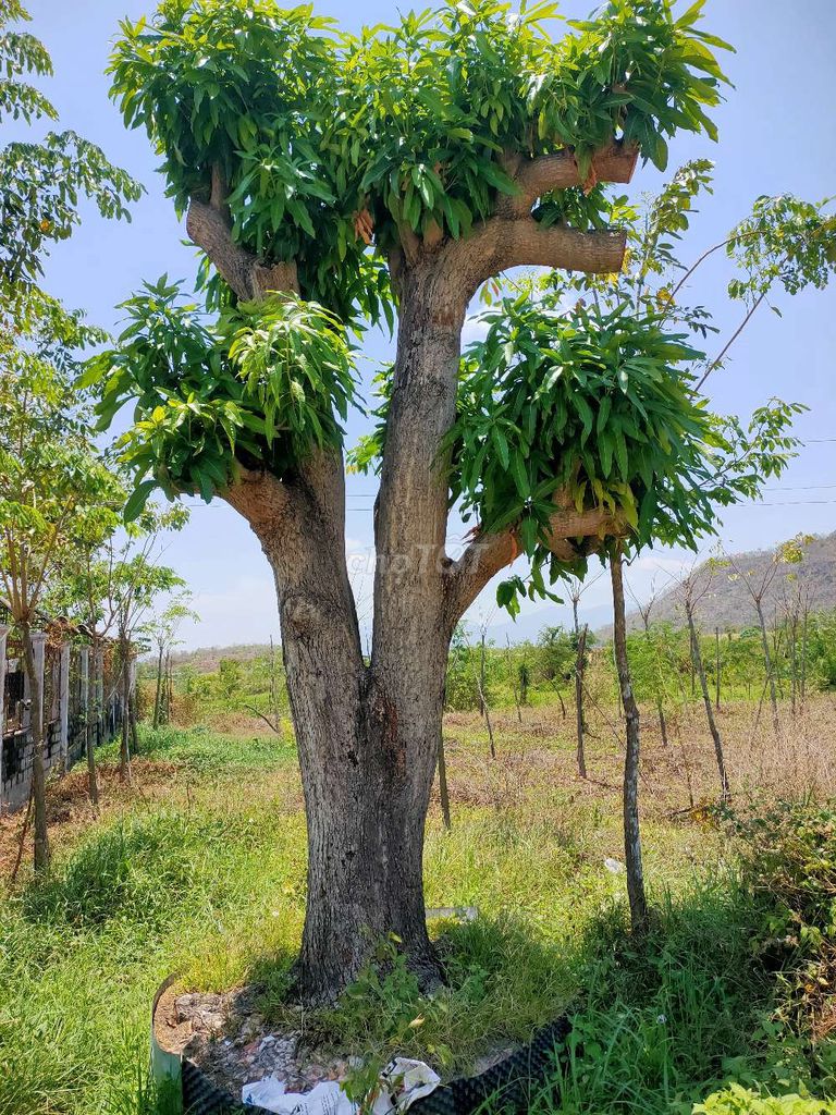 Xoài. Mua bán Cây cảnh, đồ trang trí tại Huyện Hàm Thuận Bắc Bình Thuận được đăng bởi huynh hình 1