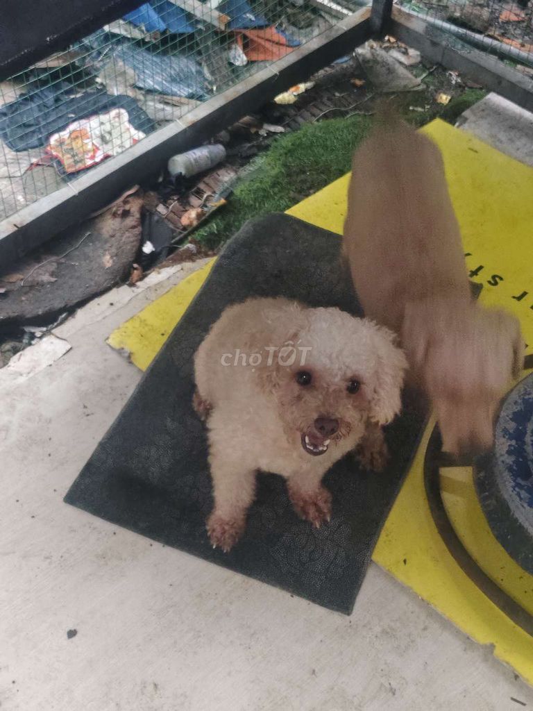 Chó cái đã đe + chó đực 2 con bán 2tr. Mua bán Chó tại Huyện Bình Chánh Tp Hồ Chí Minh được đăng bởi Cẩm phựơng Nguyễn thị hình 3