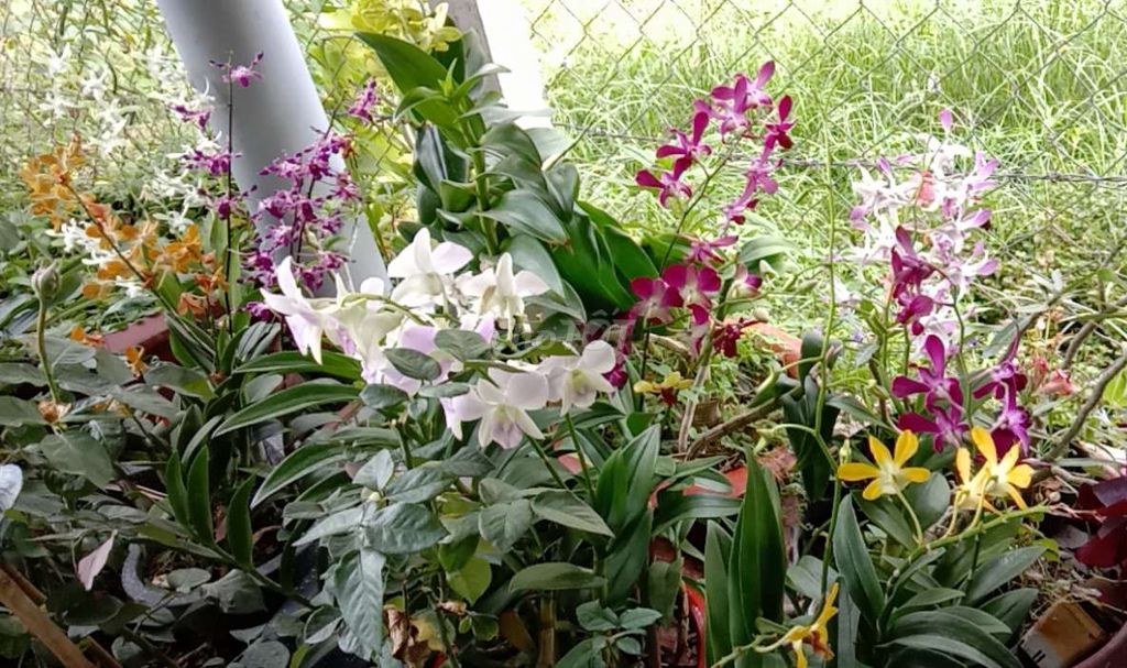 Chậu Lan Denro nắng size to đủ màu lựa chọn 85k