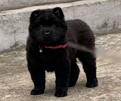 Chó ta con cái màu Đen