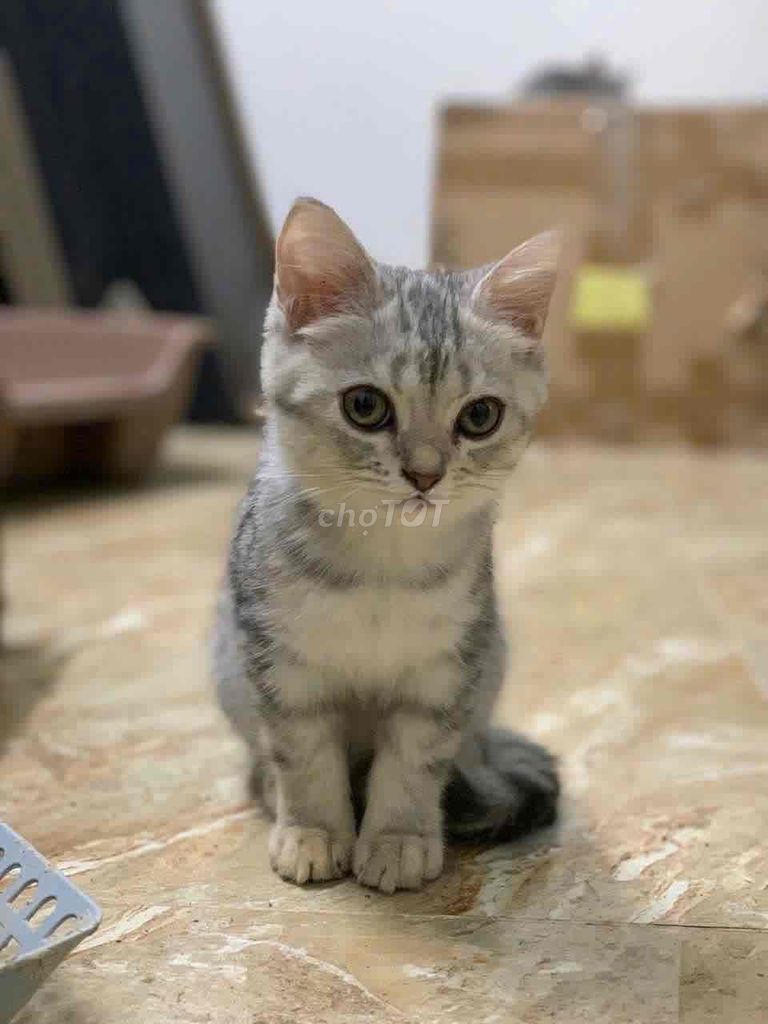 Mèo Ald/Aln nhà trồng. Mua bán Mèo tại Quận Nam Từ Liêm Hà Nội được đăng bởi Hà Đinh hình 3