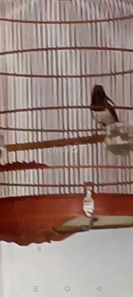 Chim cảnh 3 mùa. Mua bán Chim tại Quận Gò Vấp Tp Hồ Chí Minh được đăng bởi Dũng Nguyễn  hình 1