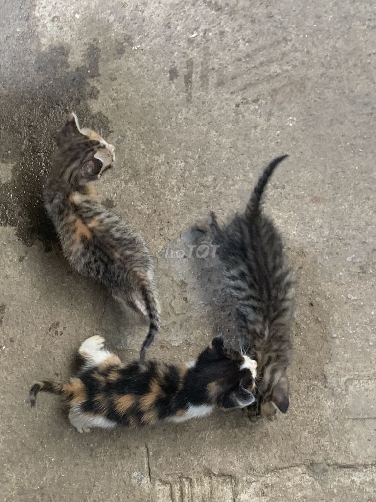 Mèo ta 1 tháng tuổi. Mua bán Mèo tại Huyện Định Quán Đồng Nai được đăng bởi na lu hình 1