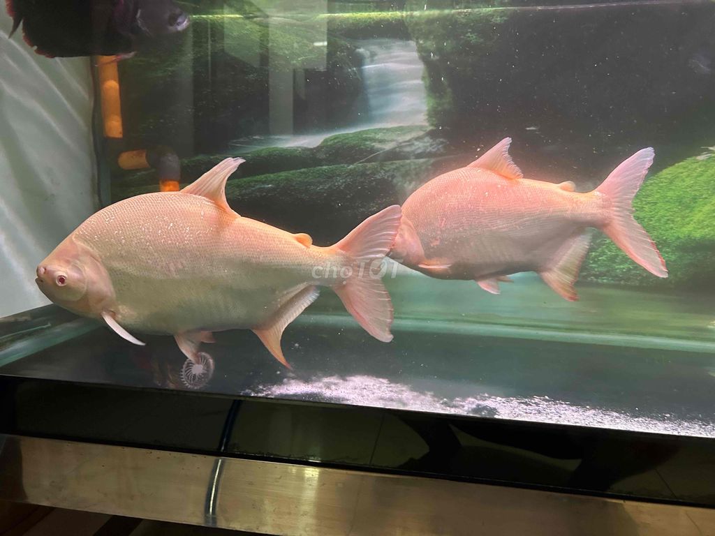 Pacu mắt đỏ size 50cm + HKPT 38-40cm