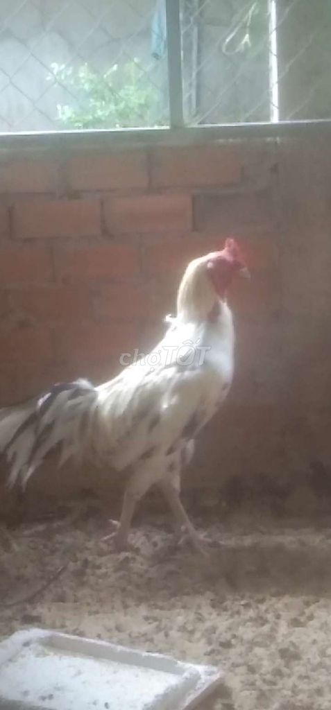 Gà 4kg Trắng Đen. Mua bán Gà tại Huyện Củ Chi Tp Hồ Chí Minh được đăng bởi Nam hình 1