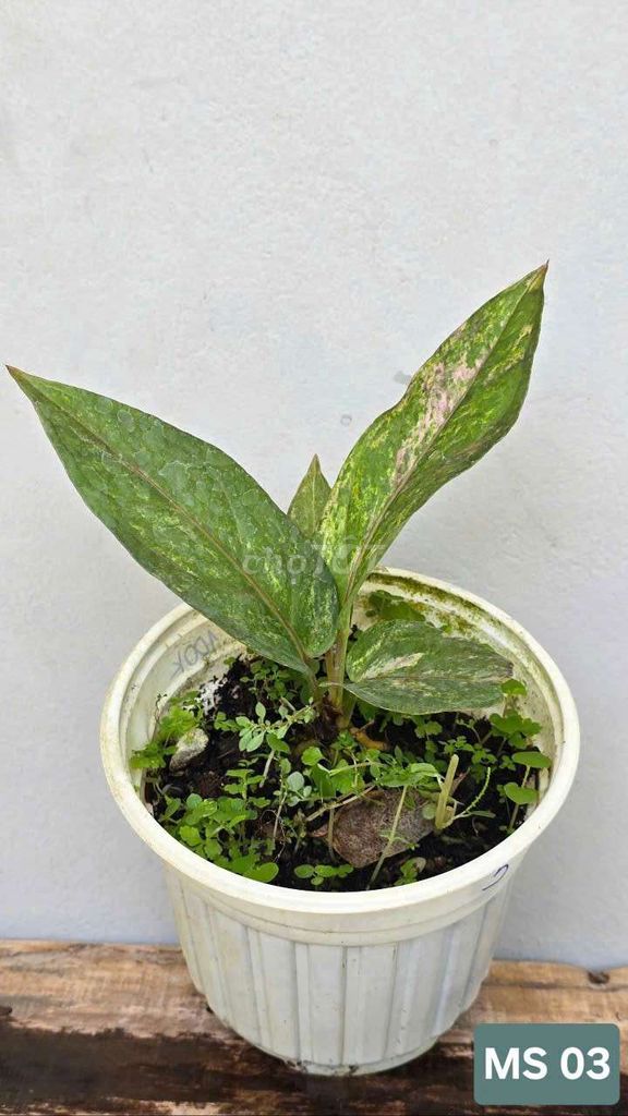 Anthurium Hookeri Var. Mua bán Cây cảnh, đồ trang trí tại Huyện Lấp Vò Đồng Tháp được đăng bởi Cây Cảnh Mộc Uyển Thanh  hình 3