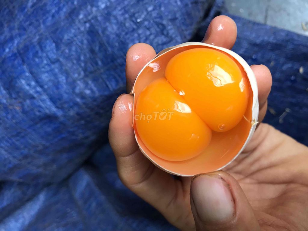 Trứng gà Tiền Giang lòng đỏ to. Mua bán Đồ ăn, thực phẩm và các loại khác tại Quận Gò Vấp Tp Hồ Chí Minh được đăng bởi Chị Tư hình 1
