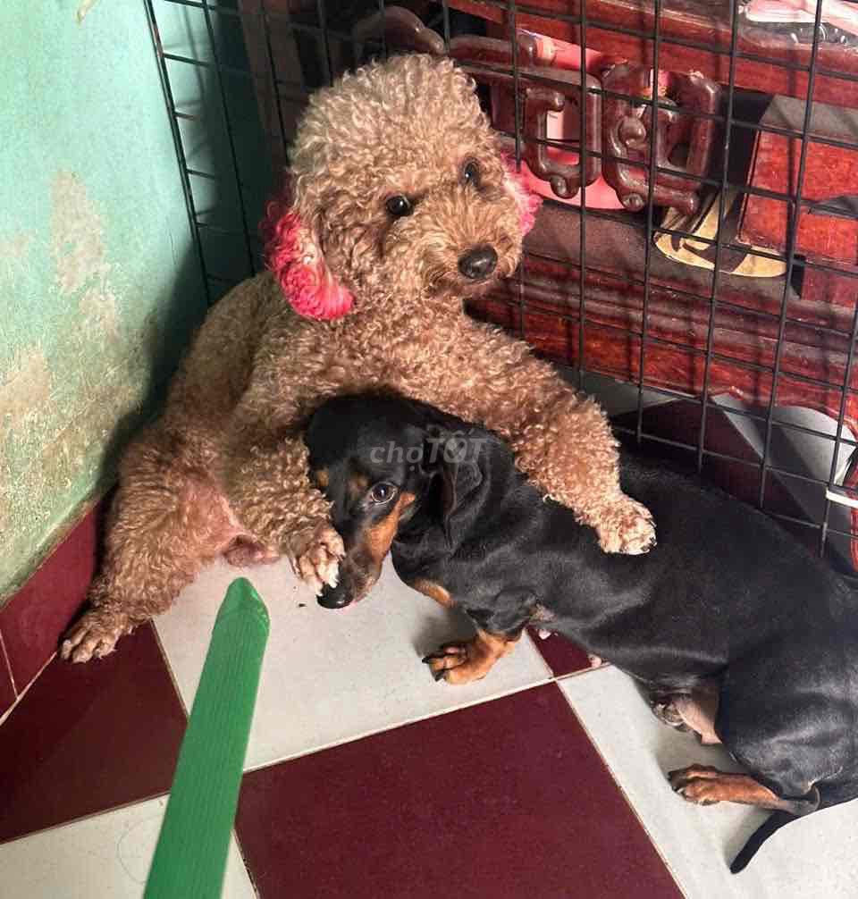 Chó Lạp Xưởng Lai Poodle đen nâu 10 ngày. Mua bán Chó tại Quận Bình Tân Tp Hồ Chí Minh được đăng bởi Hoàng Sang hình 1