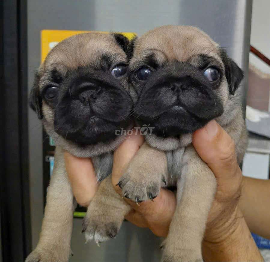 PUG HEO CHÂN LÙN THUẦN CHỦNG 100%. Mua bán Chó tại Thành phố Thủ Đức Tp Hồ Chí Minh được đăng bởi Chú UT  hình 3