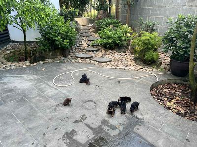 CHÓ PHỐC HƯƠU 1 THÁNG TUỔI. Mua bán Chó tại Quận Cẩm Lệ Đà Nẵng được đăng bởi Ánh Dung