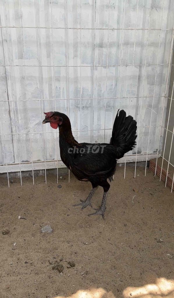 Gà mái Peru cái đang ôm trứng. Mua bán Gà tại Huyện Bình Chánh Tp Hồ Chí Minh được đăng bởi Shop Gà Nọc Bình Chánh  hình 1
