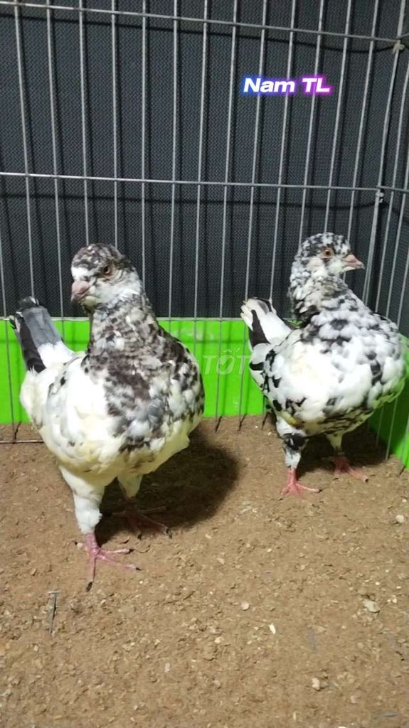 Chim bồ câu Kinh Hà Lan tơ đốm trắng đen. Mua bán Chim tại Huyện Tam Bình Vĩnh Long được đăng bởi Tran Van Dep hình 1