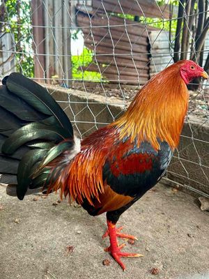 Gà chọi Tre điều Kelso 1k550