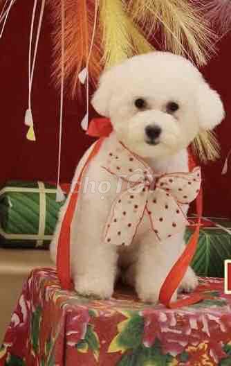 Bichon gái trắng-7 tháng tuổi. Mua bán Chó tại Quận Tân Phú Tp Hồ Chí Minh được đăng bởi Quân Đặng hình 1