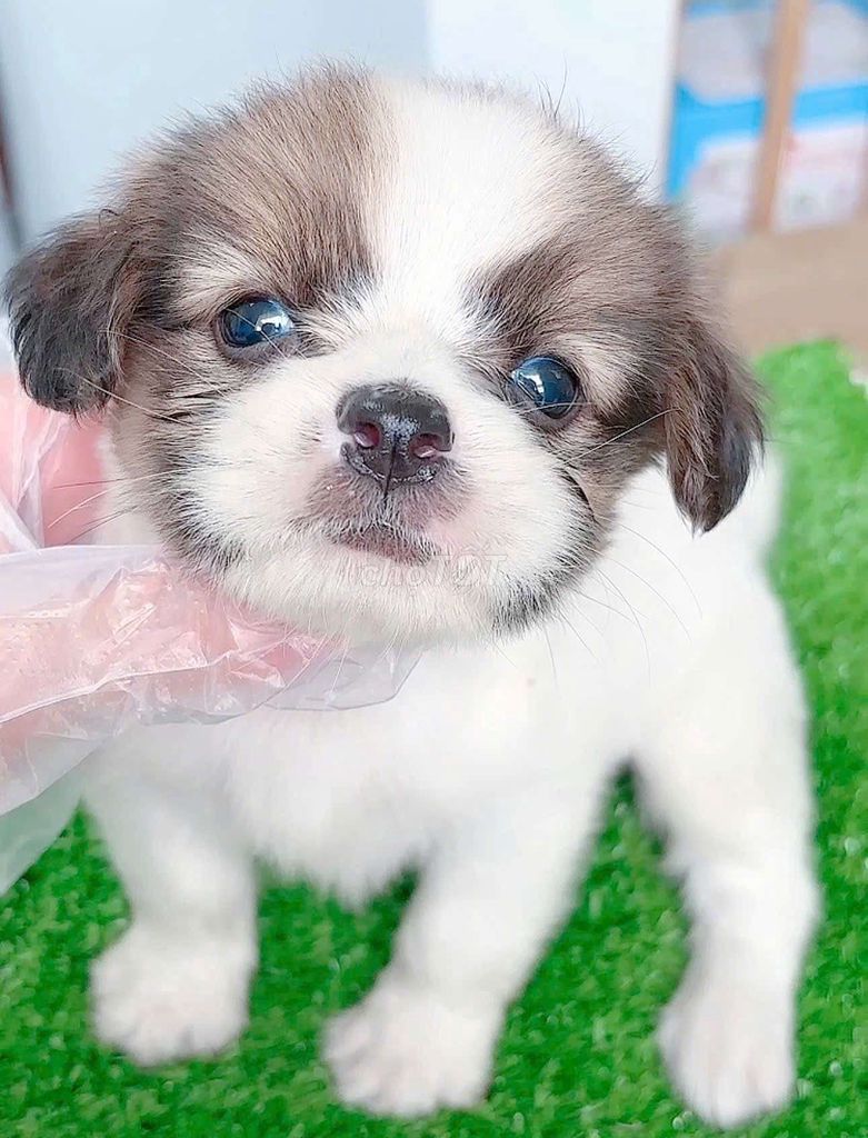Chó phóc sóc x nhật mini bỏ túi. Mua bán Chó tại Quận Bình Tân Tp Hồ Chí Minh được đăng bởi Tâm Nguyễn hình 4