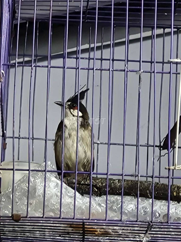 Chim chào mào hót hay. Mua bán Chim tại Quận 1 Tp Hồ Chí Minh được đăng bởi shop mobile hình 1