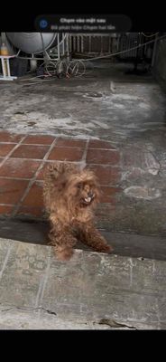 E cái đỏ size tyny gân salo luôn ah