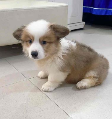 corgi cái lông dài