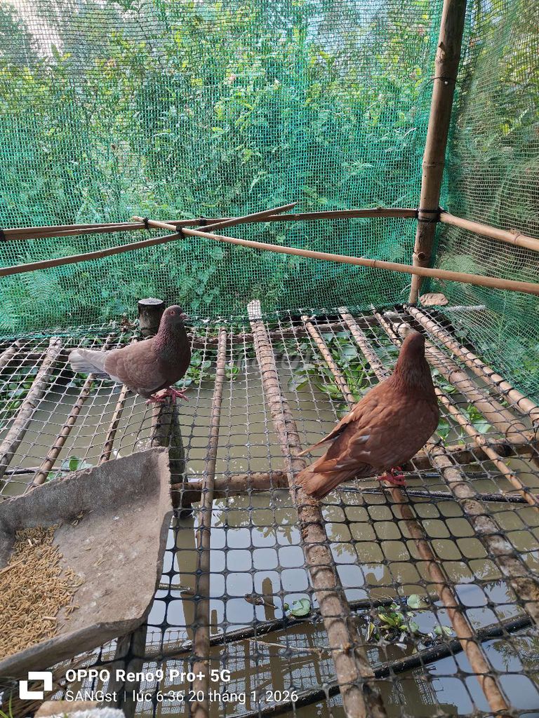 Chim bồ câu gà Tơ đang quần ổ. Mua bán Chim tại Huyện Châu Phú An Giang được đăng bởi st hình 1