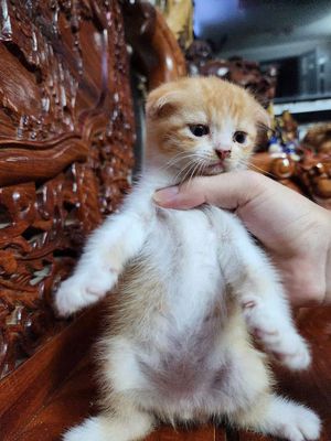 Bố aln mẹ ald tai cụp rước 2 bé giảm còn 2tr. Mua bán Mèo tại Quận 4 Tp Hồ Chí Minh được đăng bởi Minh Vũ