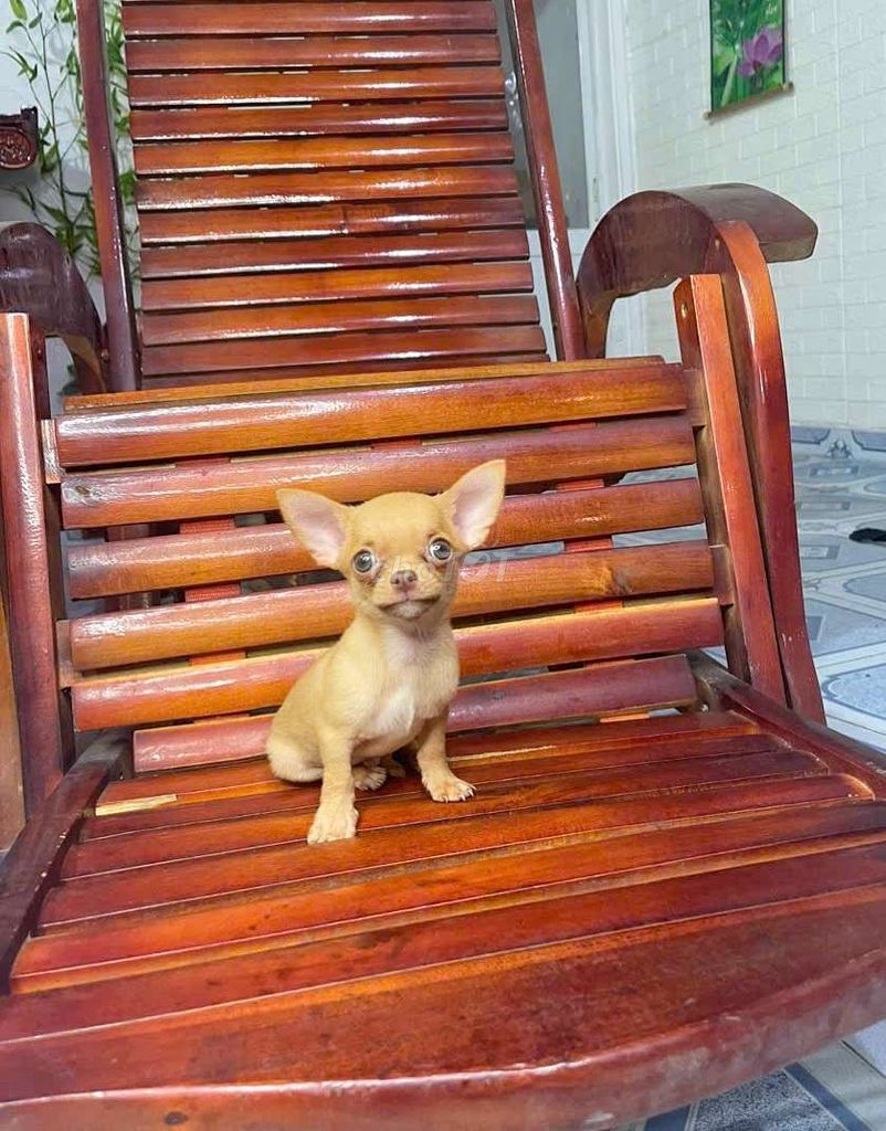 Chihuahua nhỏ xíu đã chích ngừa