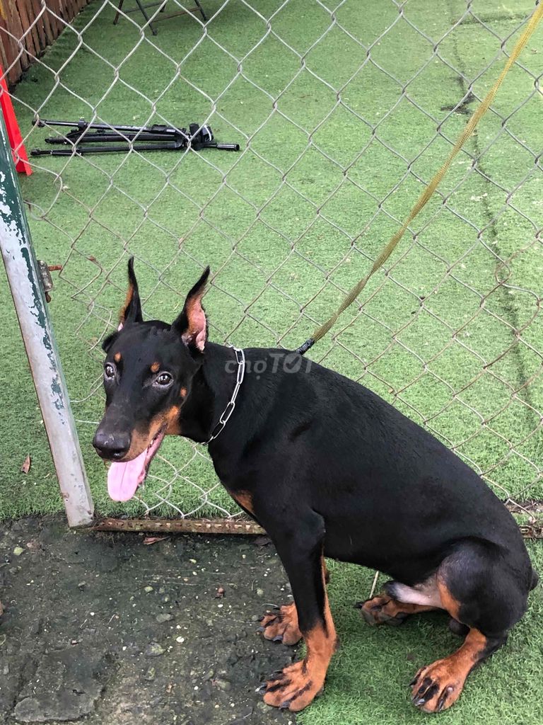 cần tìm chủ mới cho e dobecman 6 tháng tuổi. Mua bán Chó tại Huyện Bình Chánh Tp Hồ Chí Minh được đăng bởi Quốc Cường hình 2