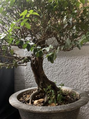 Cây kim quýt bonsai thân già lâu năm có lũa