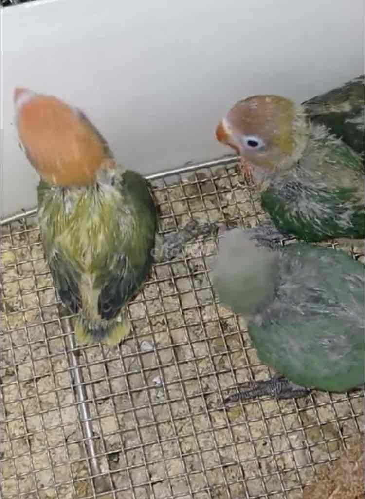 LOVEBIRD ĐẦU CAM TẶNG ỐC CƯ SĨ